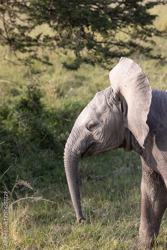 Fotografie Baby Elephant Profile