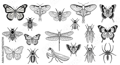 Collection of Hand-Drawn Insects: Butterflies, Moths, Dragonflies, Bees and Spiders