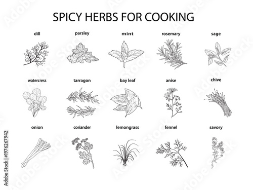 Spicy herbs for cooking in a retro style.