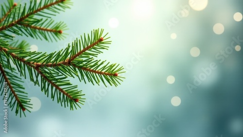 A close-up shot of a pine tree branch with a blurred background