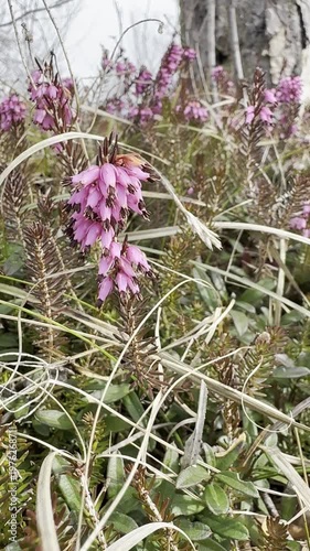 rare alpine flowers in the Austrian mountains