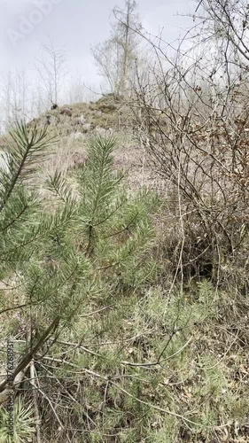rare alpine flowers in the Austrian mountains