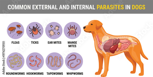 Common external and internal parasites in dogs infographic, veterinary pet health care vector illustration, worms and insects