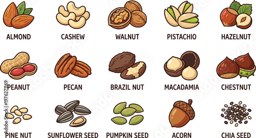 Nuts and seeds collection with almond cashew walnut and peanut, healthy organic snacks vector illustration infographic, superfood icons