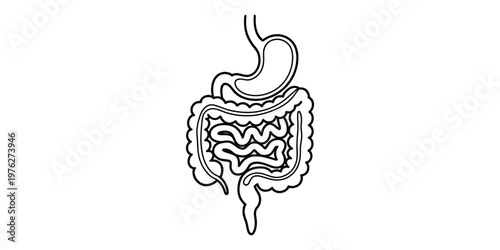 Fotografía Human Digestive System Outline Vector Icon