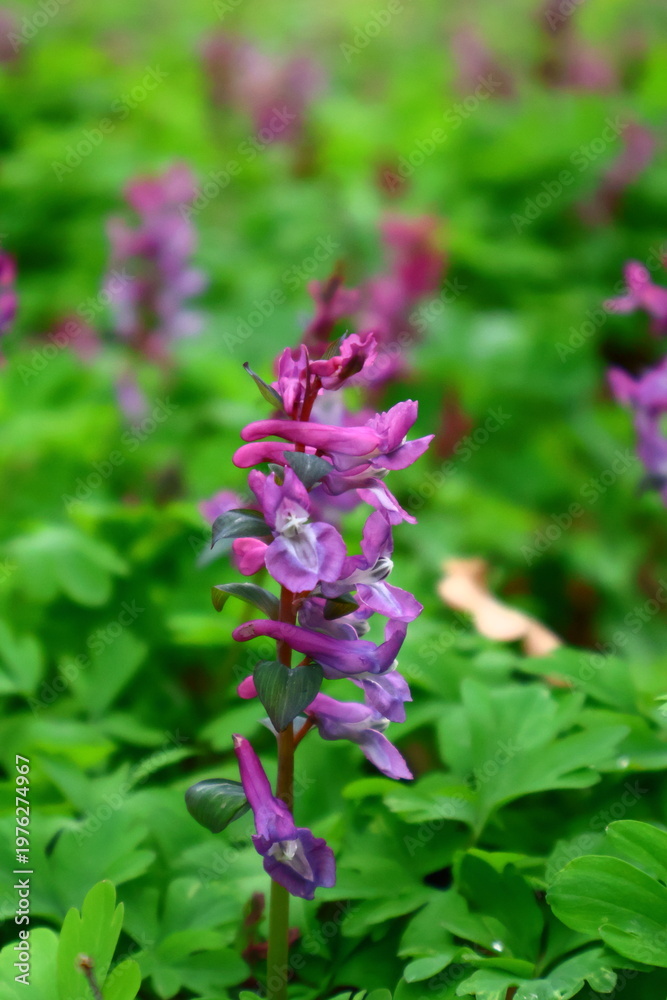 Obraz premium Wilde Blumen im Wald