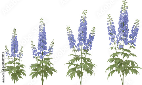 Blue delphinium flowers set with botanical details, garden plant collection vector illustration isolated on white background for floral design and nature decoration use