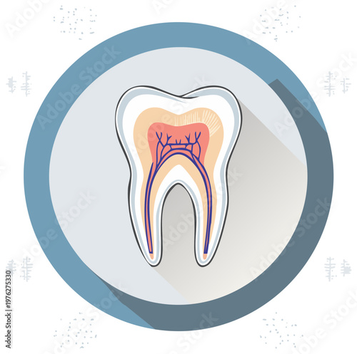 Cross section of a human tooth showing pulp nerve and blood vessels