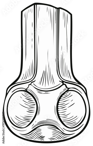 Illustration of Woodcut Style Human Bone Anatomy, Bone Structure, Medical Illustration