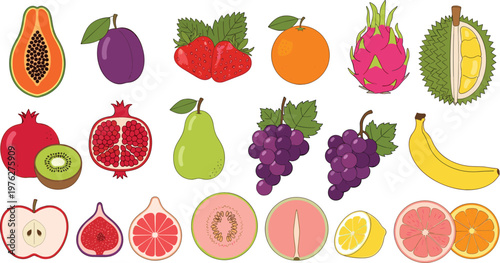 Tropical Fruits Collection with Papaya, Dragon Fruit, Durian, Grapes, Orange, Banana, Pomegranate and More Hand Drawn Style Vector Illustrations for Food Design.