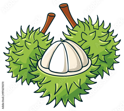 Cartoon illustration of whole and opened durian fruit showing the edible pulp