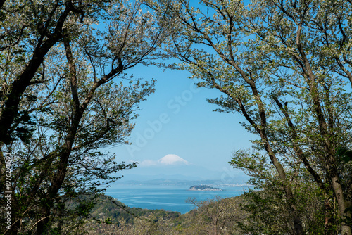 さくらテラス（阿部倉山）の桜と富士山