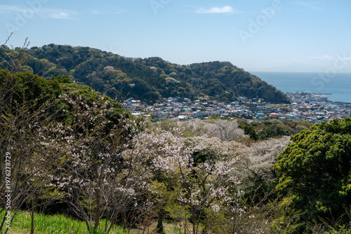 仙元山展望台から葉山町と桜の風景