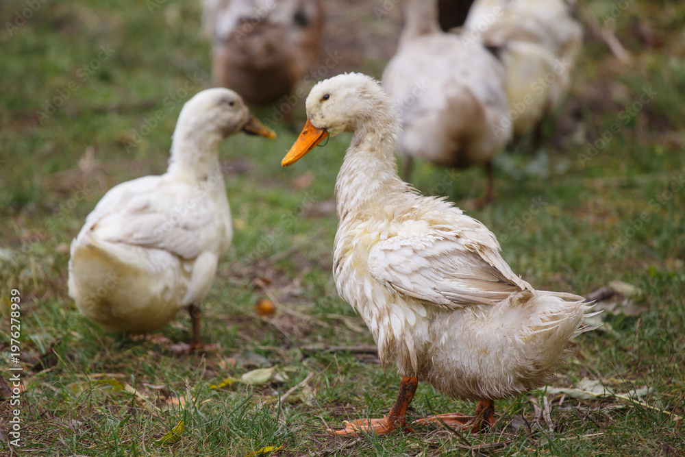 Obraz premium White domestic ducks standing on green farm grass