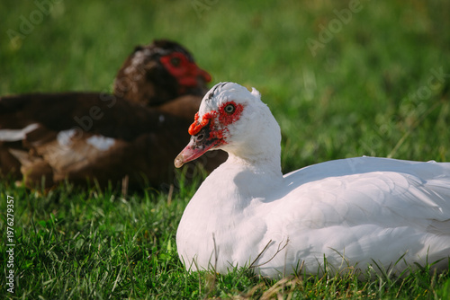 Muscovy ducks relaxing on green grass field