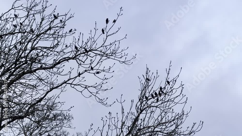 flock of blackbirds singing in the trees in the evening