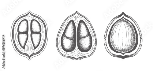 Three cross sections of a nut or seed showing internal structure