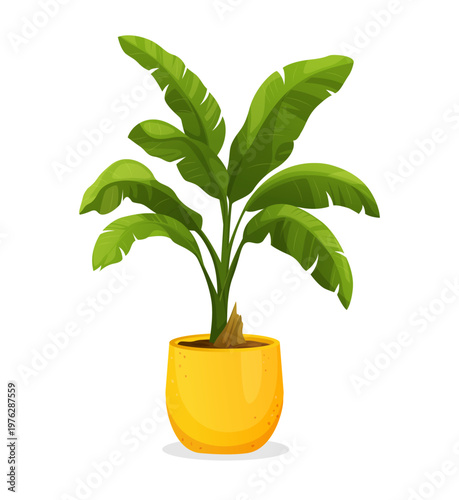 Houseplant. Green plant in a pot. Banana tree for home interior decoration. Interior decoration element.