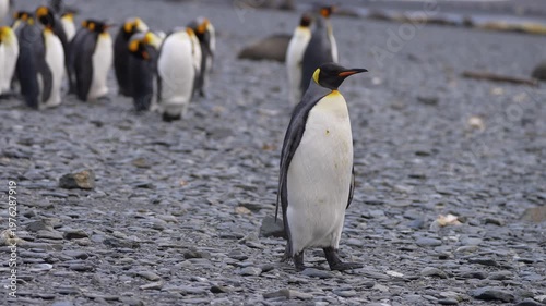 King penguin walking across a rocky beach in South Georgia with other penguins behind, showing natural movement and calm behavior in a subantarctic coastal wildlife environment.