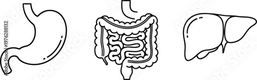 Vector of Human stomach organ small large intestines liver digestive system medical vector illustration