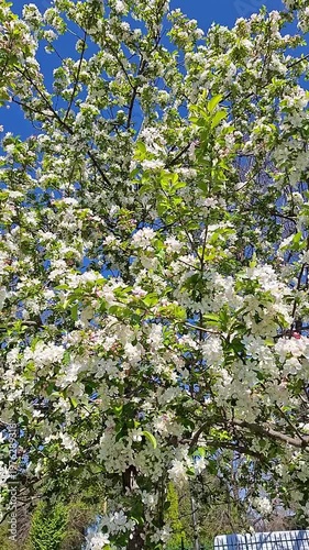 Beautiful apple trees covered in white blossoms against a blue sky in spring. A fresh breeze sways the branches, bees pollinate the flowers, nature's renewal, seasonal bloom.