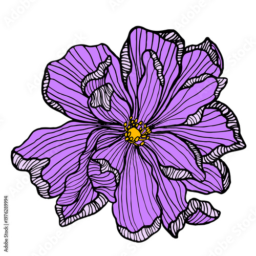 Purple flower with black ink line art details. Elegant blooming petal element...
