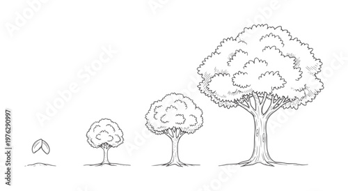Four stages of tree growth from seed to tree sprout