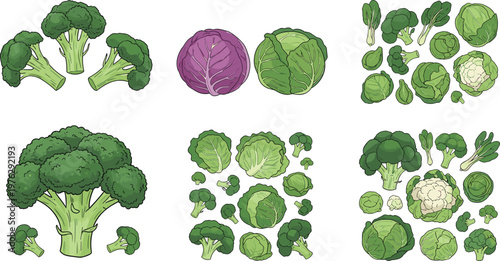 "Broccoli and Cabbage Collection with Various Cuts and Fresh Varieties for Agricultural, Food, and Healthy Eating Illustrations in Vector Art"