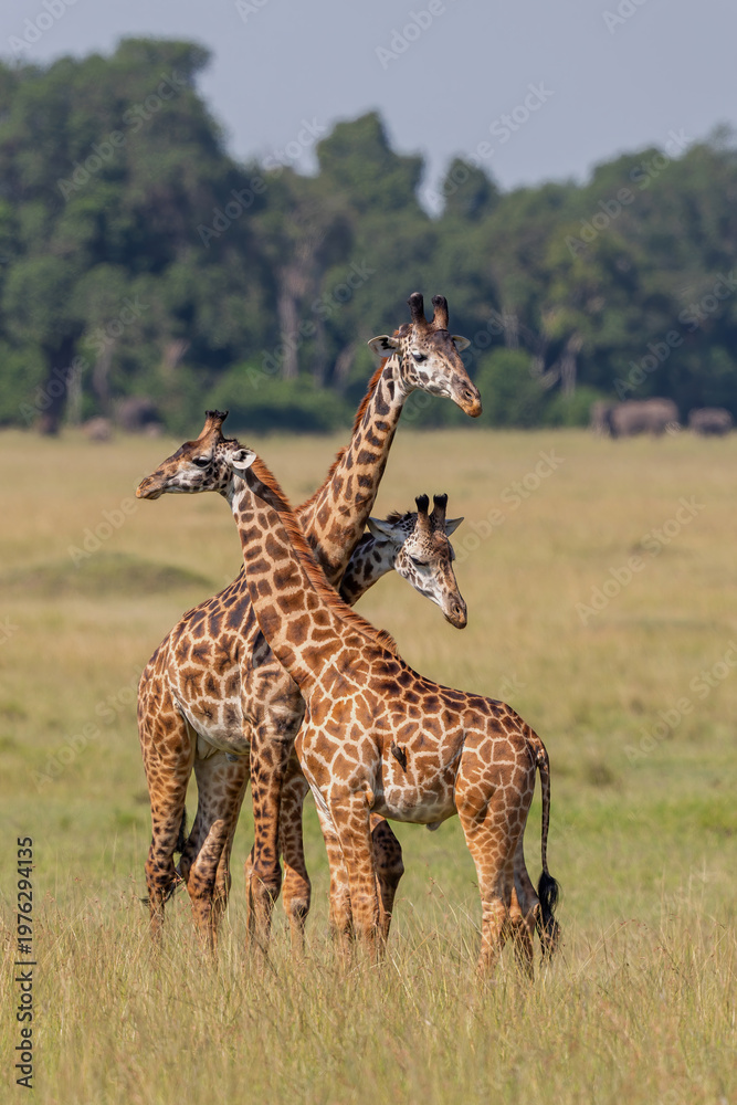 Fototapeta premium Giraffe walking and searching for food on the plains of the Masai Mara National Reserve in Kenya