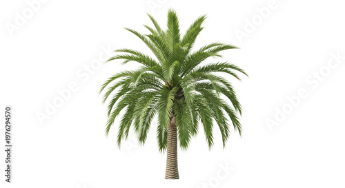 Palm tree stands tall with lush green fronds against white background.