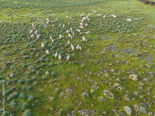 Aerial view of sardinian sheep flock grazing in Logudoro countryside