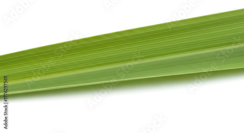 Close-up of a vibrant green leaf isolated against a white background.