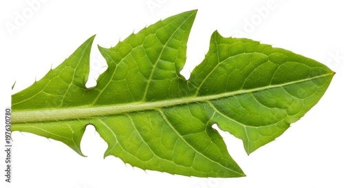 Close-up of a vibrant green dandelion leaf isolated on white background.