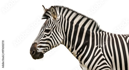 Striking portrait of a zebra showcasing its distinctive striped pattern against a plain backdrop.