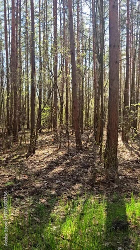 forest pine at spring.  Sun shines through pin trees