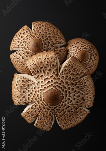 黒背景に並ぶ３つの大きな傘を持つ模様入りのキノコの高画質写真