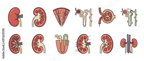 Detailed illustrations of human kidney anatomy, including internal structures, nephrons, and blood vessels for medical education.