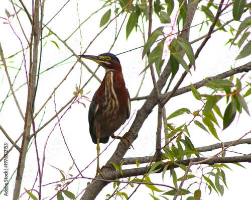 Bilde på lerret american bittern perched on branch