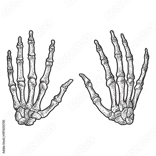 Human Hand Skeleton Anatomy Illustration with Detailed Bone Structure of Left and Right Hands Isolated on Light Background