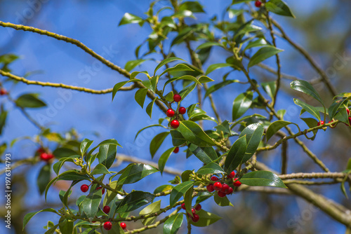 Female Holly (Ilex) Branch with Berries
