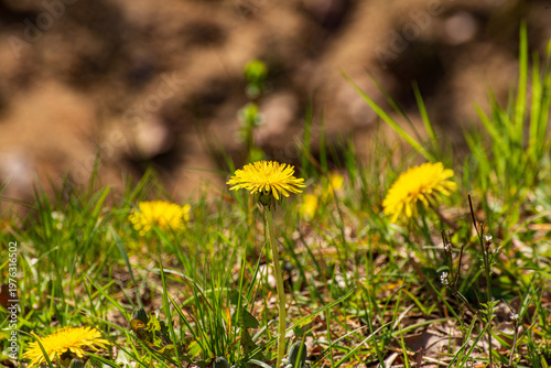 Wild Dandelions Blooming in a Field (Taraxacum officinale)