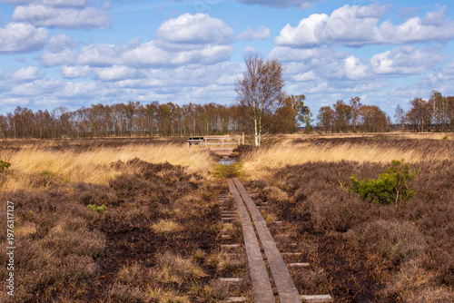 Typical Bog Landscape in a Wetland