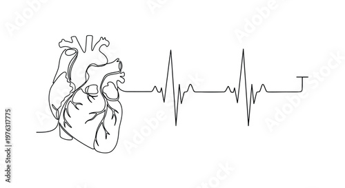 One line art of human heart and ecg pulse line with continuous line