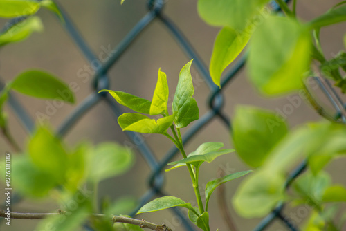 Lilac in Bloom (Syringa vulgaris)