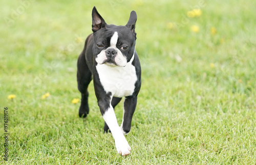 Fotografie Boston Terrier dog running in a field on a sunny summer day