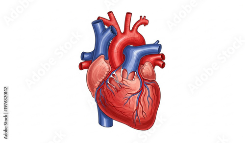 Realistic Human Heart Anatomy Medical Vector Illustration