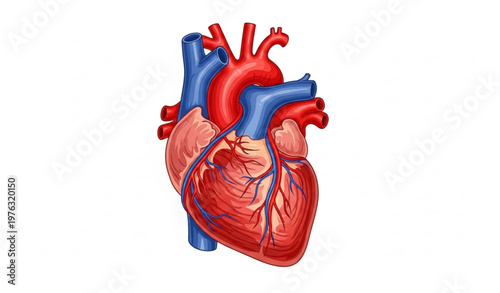 Realistic Human Heart Anatomy Medical Vector Illustration