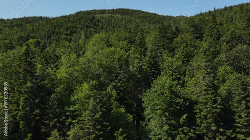 Aerial drone footage of mountains and amazing green coniferous forest at summer. Concept wanderlust adventures and environment. Tree peaks stand out, pristine and untouched natural reserve