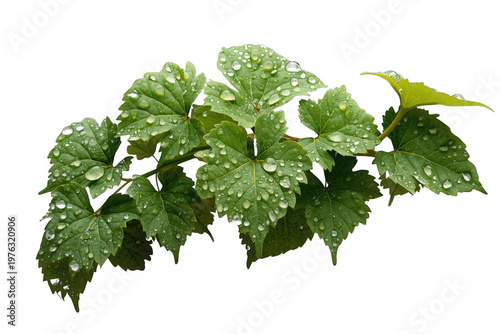 Lush vine leaves with fresh morning dew drops, reflecting light after rain, isolated on transparent background