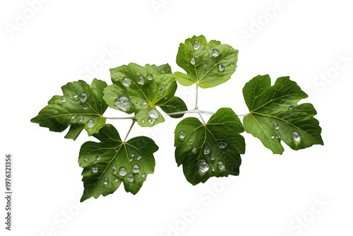 Green leaves with clear water droplets, capturing the freshness of nature and growth. Transparent background